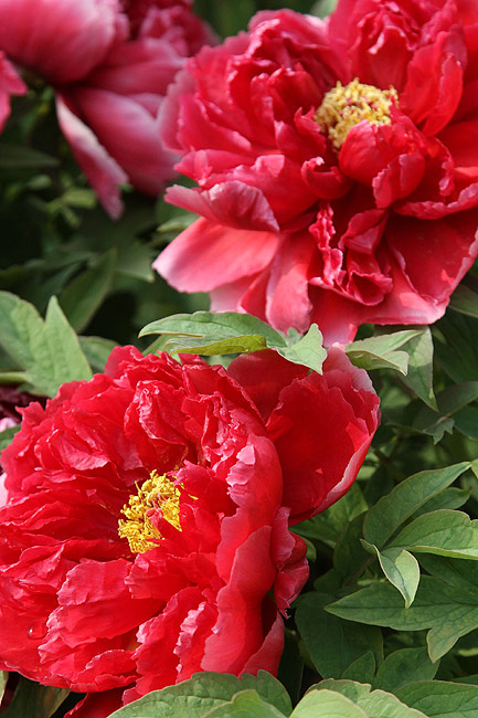 Лоян, Лоянский Международный Сад Пионов (Luoyang, Luoyang International Peony Garden)