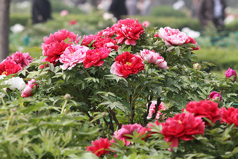 Лоян, Лоянский Международный Сад Пионов (Luoyang, Luoyang International Peony Garden)