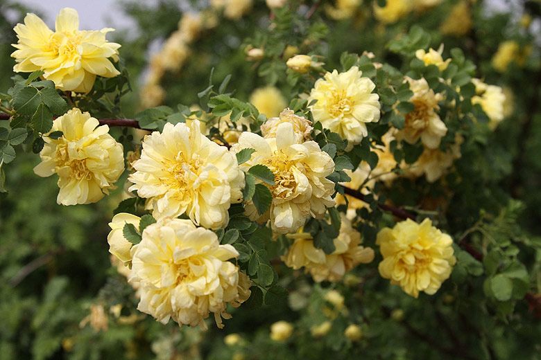 Лоян, Лоянский Международный Сад Пионов (Luoyang, Luoyang International Peony Garden)