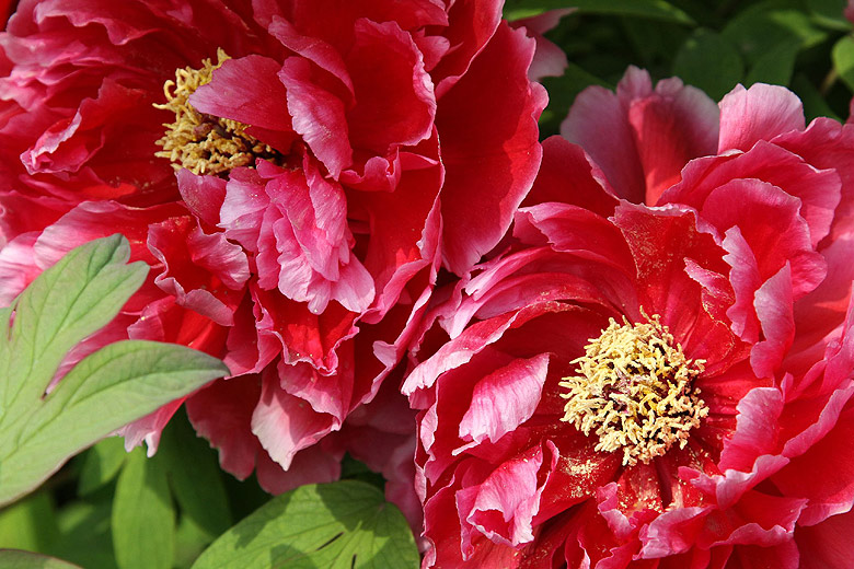 Лоян, Лоянский Международный Сад Пионов (Luoyang, Luoyang International Peony Garden)