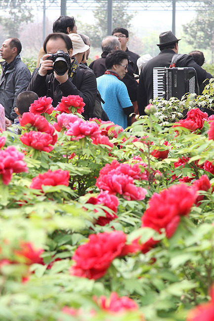 Лоян, Лоянский Международный Сад Пионов (Luoyang, Luoyang International Peony Garden)