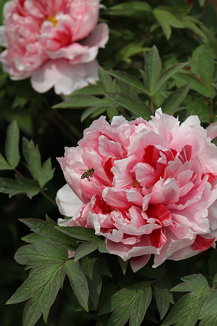 Лоян, Лоянский Международный Сад Пионов (Luoyang, Luoyang International Peony Garden)