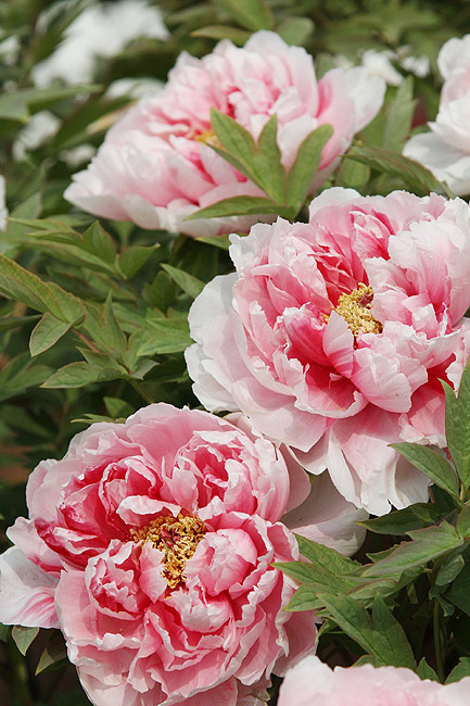 Лоян, Лоянский Международный Сад Пионов (Luoyang, Luoyang International Peony Garden)
