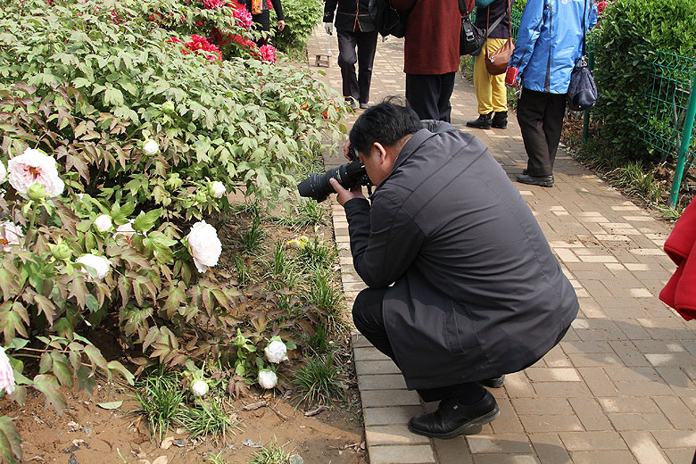 Лоян, Лоянский Международный Сад Пионов (Luoyang, Luoyang International Peony Garden)