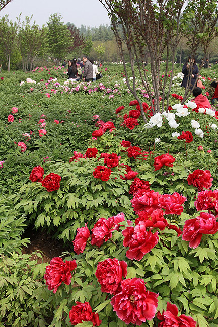 Лоян, Лоянский Международный Сад Пионов (Luoyang, Luoyang International Peony Garden)