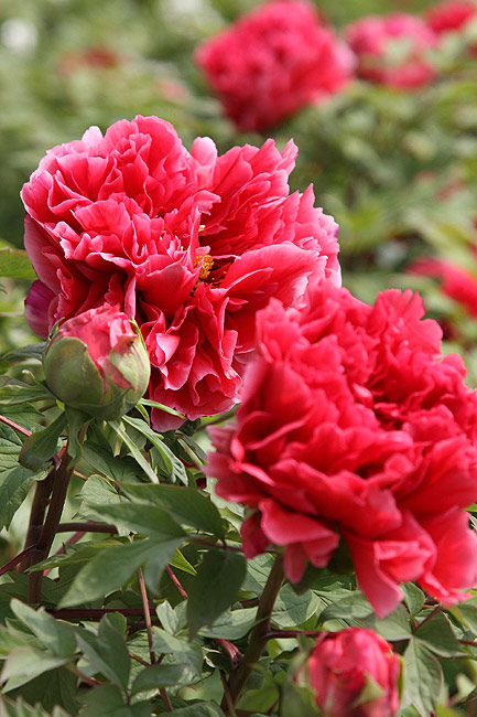 Лоян, Лоянский Международный Сад Пионов (Luoyang, Luoyang International Peony Garden)