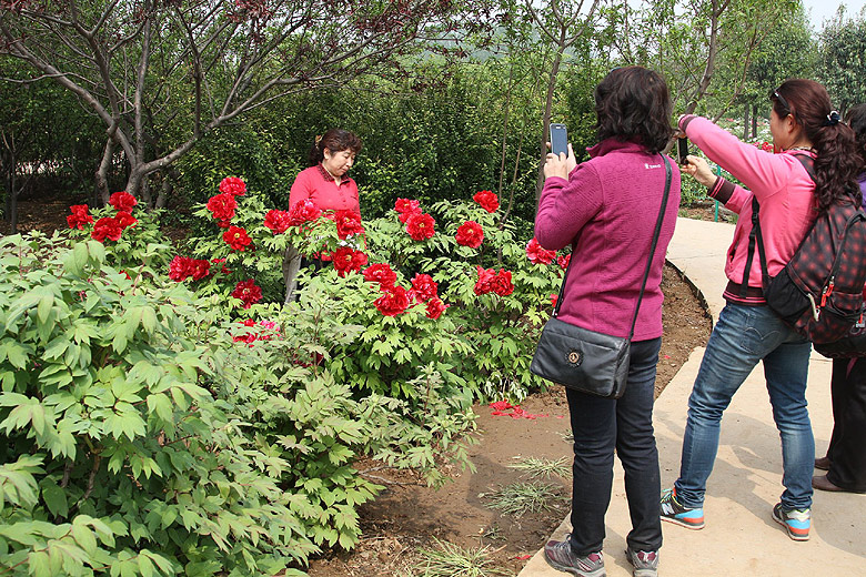 Лоян, Лоянский Международный Сад Пионов (Luoyang, Luoyang International Peony Garden)