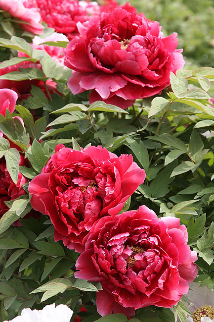 Лоян, Лоянский Международный Сад Пионов (Luoyang, Luoyang International Peony Garden)