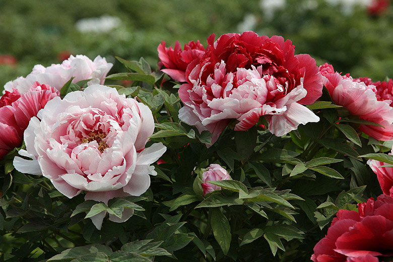 Лоян, Лоянский Международный Сад Пионов (Luoyang, Luoyang International Peony Garden)