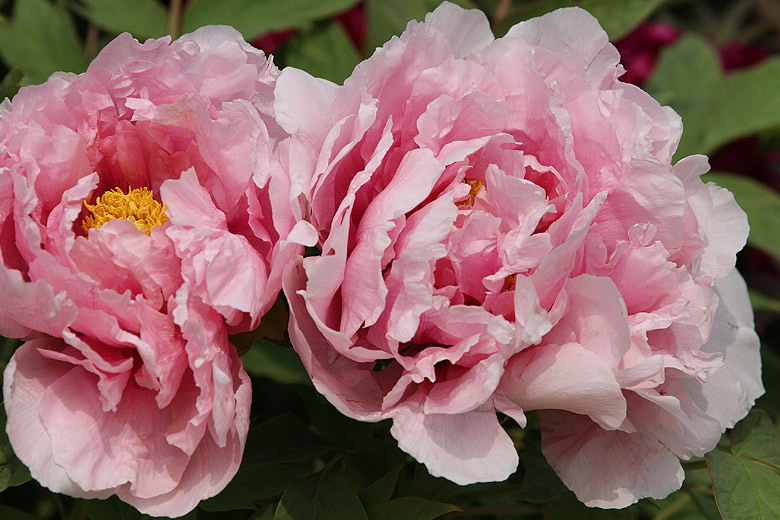 Лоян, Лоянский Международный Сад Пионов (Luoyang, Luoyang International Peony Garden)