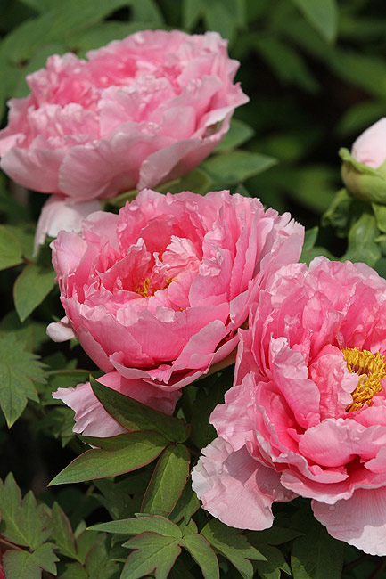 Лоян, Лоянский Международный Сад Пионов (Luoyang, Luoyang International Peony Garden)