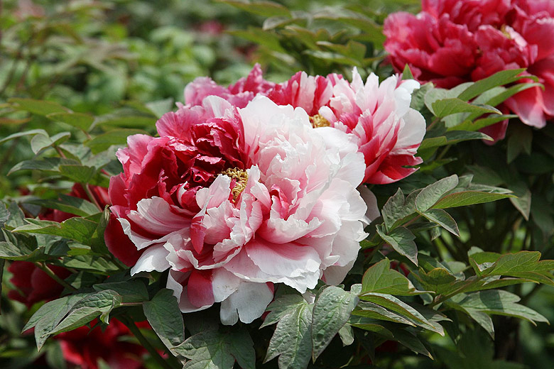 Лоян, Лоянский Международный Сад Пионов (Luoyang, Luoyang International Peony Garden)