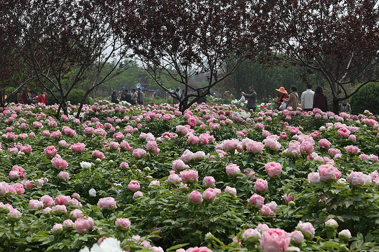 Лоян, Лоянский Международный Сад Пионов (Luoyang, Luoyang International Peony Garden)