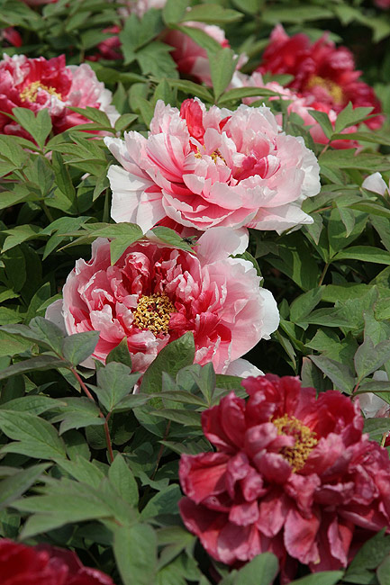 Лоян, Лоянский Международный Сад Пионов (Luoyang, Luoyang International Peony Garden)