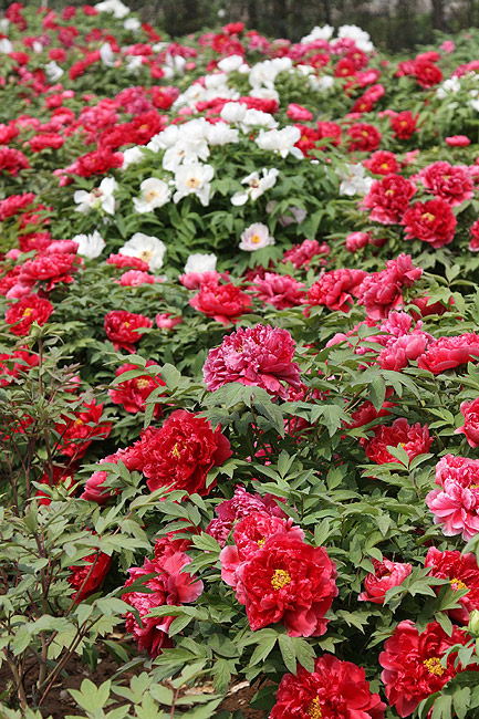 Лоян, Лоянский Международный Сад Пионов (Luoyang, Luoyang International Peony Garden)