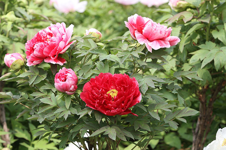Лоян, Лоянский Международный Сад Пионов (Luoyang, Luoyang International Peony Garden)