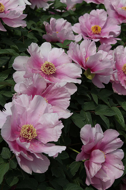 Лоян, Лоянский Международный Сад Пионов (Luoyang, Luoyang International Peony Garden)