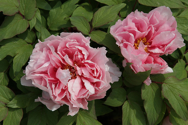 Лоян, Лоянский Международный Сад Пионов (Luoyang, Luoyang International Peony Garden)