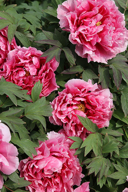 Лоян, Лоянский Международный Сад Пионов (Luoyang, Luoyang International Peony Garden)