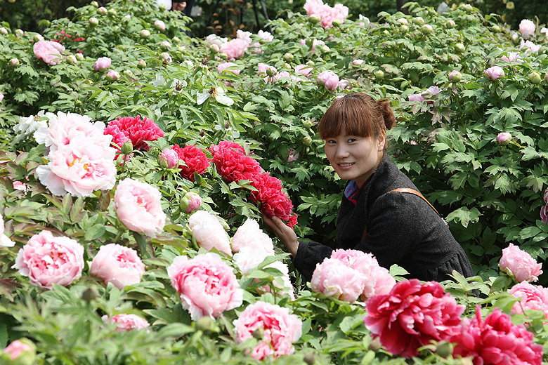 Лоян, Лоянский Международный Сад Пионов (Luoyang, Luoyang International Peony Garden)