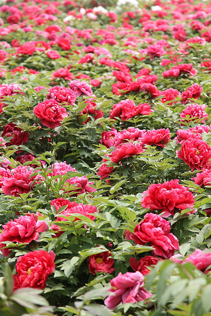 Лоян, Лоянский Международный Сад Пионов (Luoyang, Luoyang International Peony Garden)