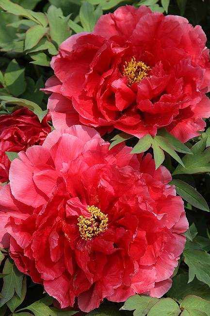 Лоян, Лоянский Международный Сад Пионов (Luoyang, Luoyang International Peony Garden)