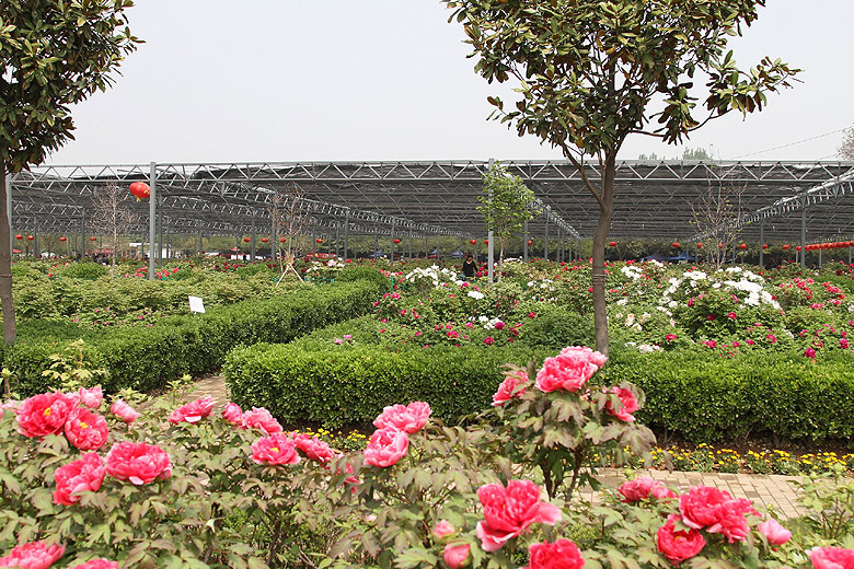 Лоян, Лоянский Международный Сад Пионов (Luoyang, Luoyang International Peony Garden)