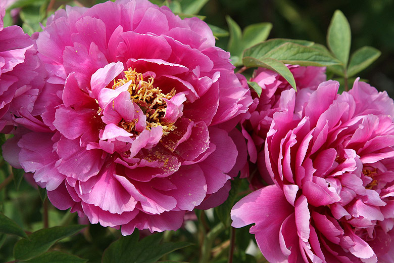 Лоян, Лоянский Международный Сад Пионов (Luoyang, Luoyang International Peony Garden)