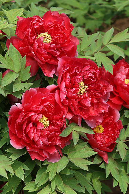 Лоян, Лоянский Международный Сад Пионов (Luoyang, Luoyang International Peony Garden)