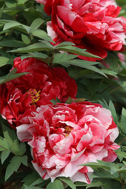 Лоян, Лоянский Международный Сад Пионов (Luoyang, Luoyang International Peony Garden)