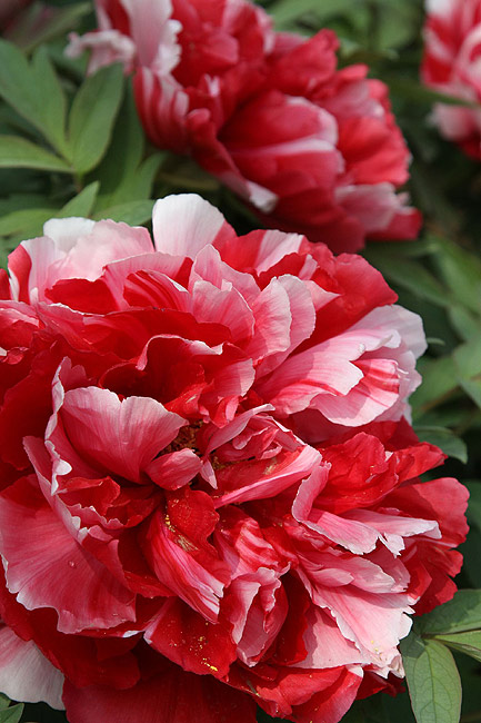 Лоян, Лоянский Международный Сад Пионов (Luoyang, Luoyang International Peony Garden)