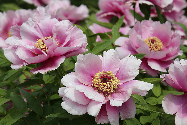 Лоян, Лоянский Международный Сад Пионов (Luoyang, Luoyang International Peony Garden)