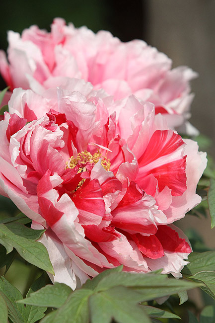 Лоян, Лоянский Международный Сад Пионов (Luoyang, Luoyang International Peony Garden)