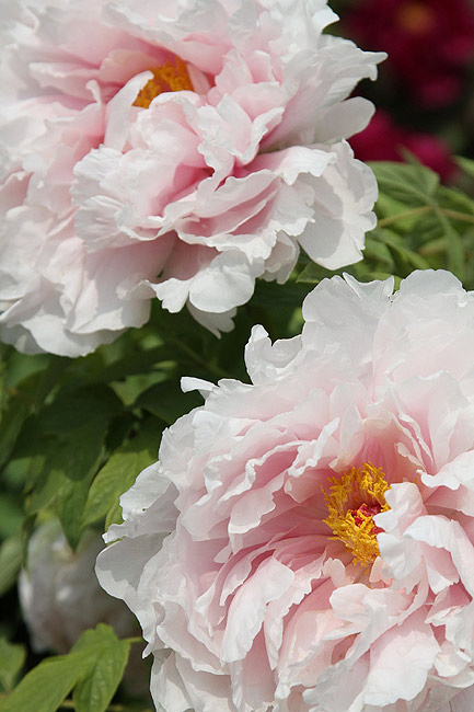 Лоян, Лоянский Международный Сад Пионов (Luoyang, Luoyang International Peony Garden)