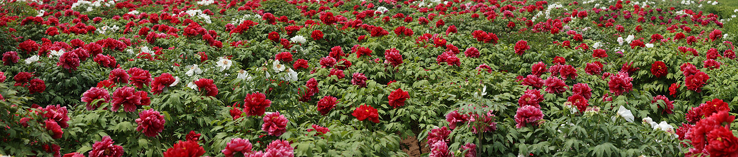 Лоян, Лоянский Международный Сад Пионов (Luoyang, Luoyang International Peony Garden)