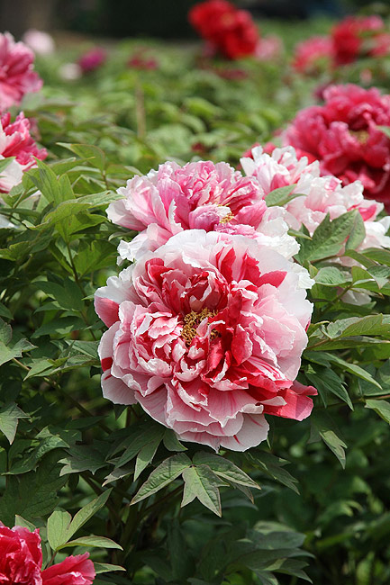 Лоян, Лоянский Международный Сад Пионов (Luoyang, Luoyang International Peony Garden)
