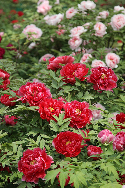 Лоян, Лоянский Международный Сад Пионов (Luoyang, Luoyang International Peony Garden)