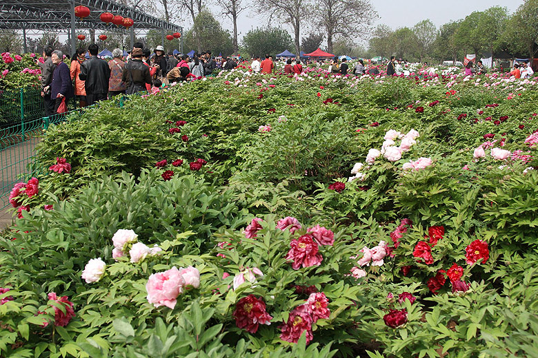 Лоян, Лоянский Международный Сад Пионов (Luoyang, Luoyang International Peony Garden)