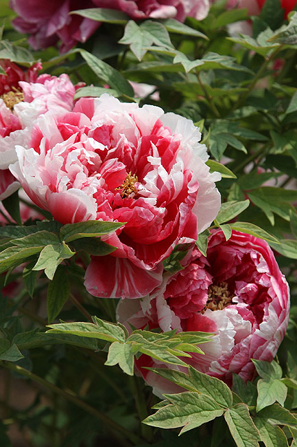 Лоян, Лоянский Международный Сад Пионов (Luoyang, Luoyang International Peony Garden)
