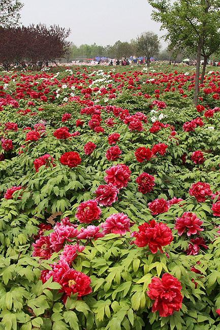 Лоян, Лоянский Международный Сад Пионов (Luoyang, Luoyang International Peony Garden)