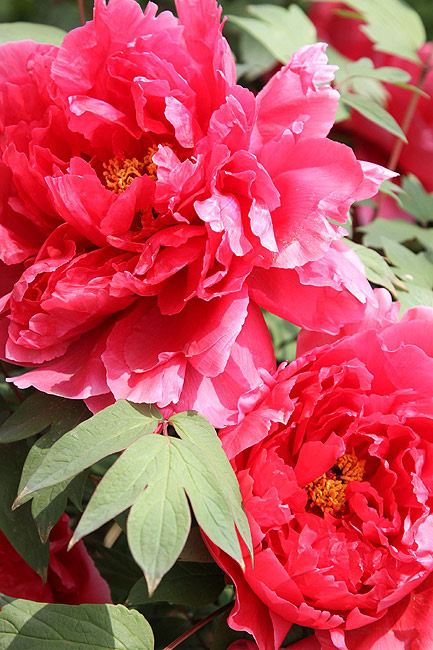 Лоян, Лоянский Международный Сад Пионов (Luoyang, Luoyang International Peony Garden)