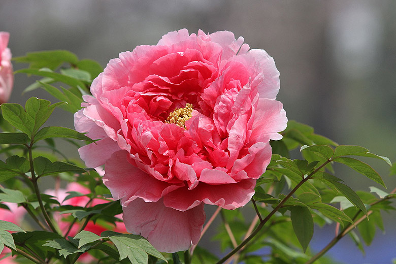 Лоян, Лоянский Международный Сад Пионов (Luoyang, Luoyang International Peony Garden)