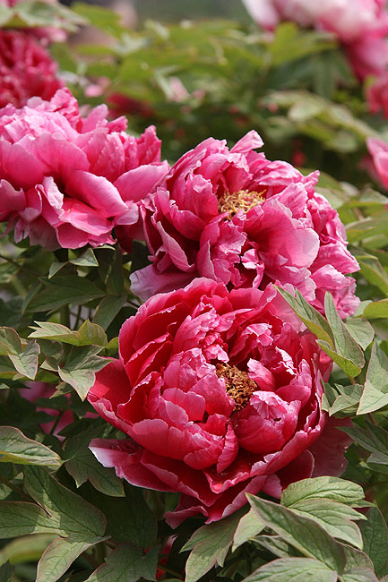 Лоян, Лоянский Международный Сад Пионов (Luoyang, Luoyang International Peony Garden)