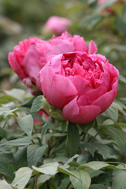 Лоян, Лоянский Международный Сад Пионов (Luoyang, Luoyang International Peony Garden)