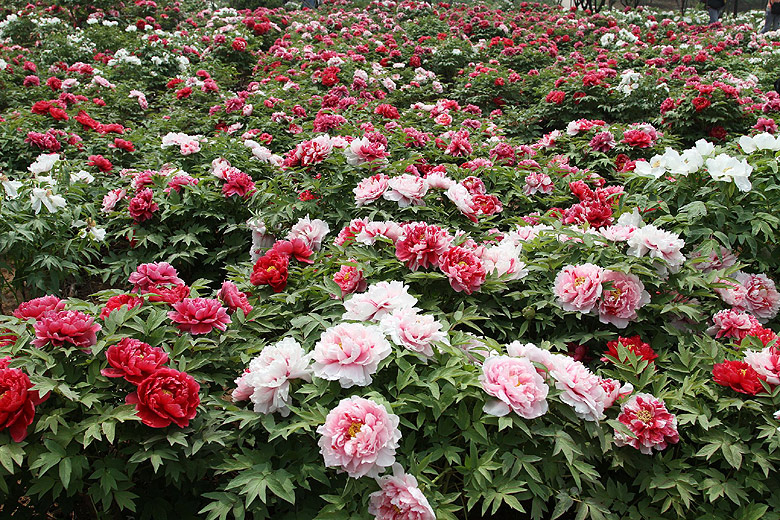 Лоян, Лоянский Международный Сад Пионов (Luoyang, Luoyang International Peony Garden)