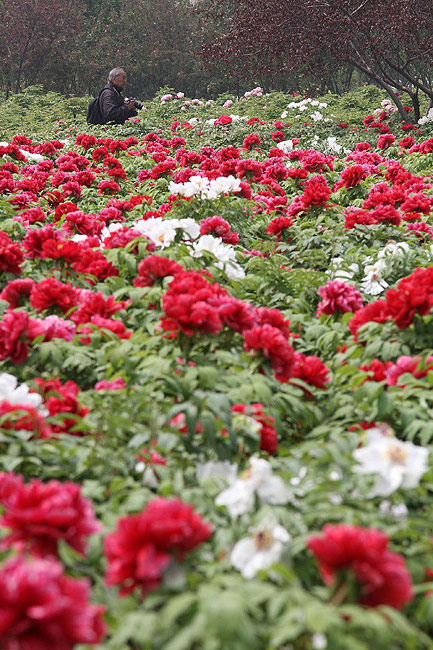 Лоян, Лоянский Международный Сад Пионов (Luoyang, Luoyang International Peony Garden)