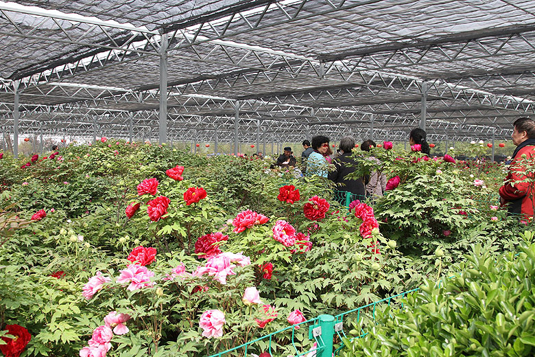 Лоян, Лоянский Международный Сад Пионов (Luoyang, Luoyang International Peony Garden)