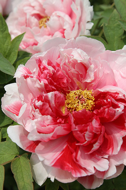 Лоян, Лоянский Международный Сад Пионов (Luoyang, Luoyang International Peony Garden)