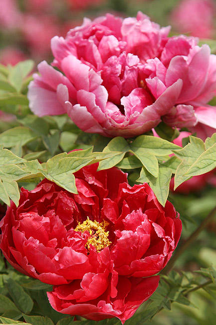 Лоян, Лоянский Международный Сад Пионов (Luoyang, Luoyang International Peony Garden)