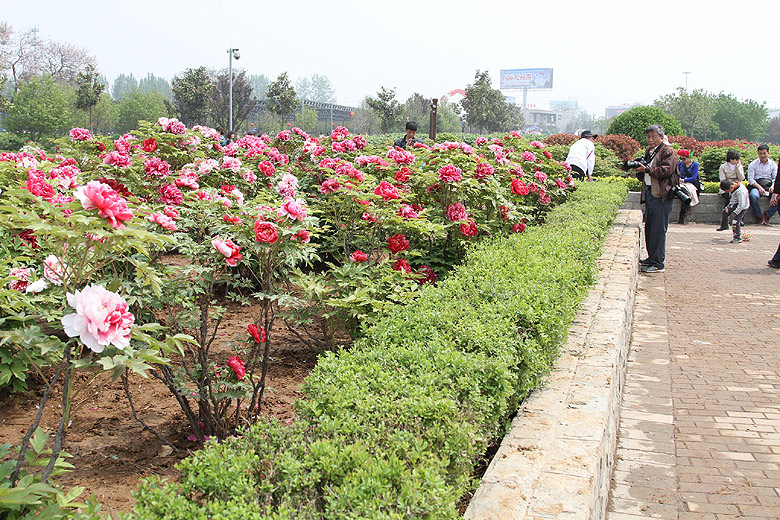 Лоян, Лоянский Международный Сад Пионов (Luoyang, Luoyang International Peony Garden)